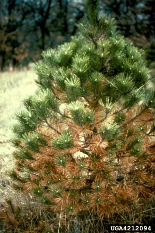 Brown Spot Needle Blight of Pines